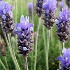 Lavender (Mixed Species) Pure Essential Oil 15mL