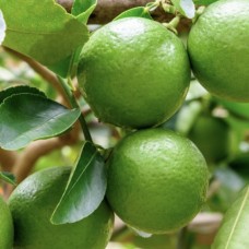 Lime (Cold Pressed) Pure Essential Oil 15mL